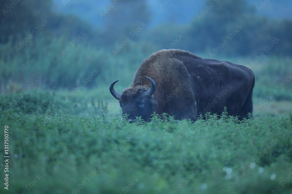 Żubr (Bos bonasus), wisent