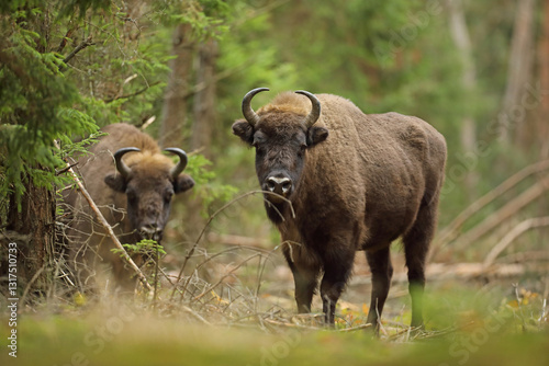 Obraz na płótnie Żubr (Bos bonasus), wisent w salonie