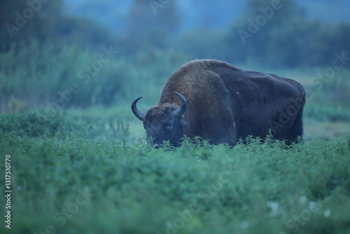 Obraz na płótnie Żubr (Bos bonasus), wisent w salonie