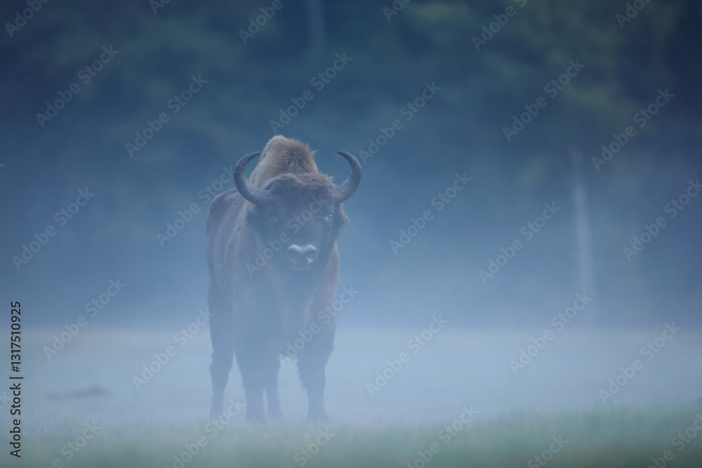 Żubr (Bos bonasus), wisent