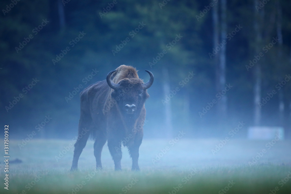 Żubr (Bos bonasus), wisent