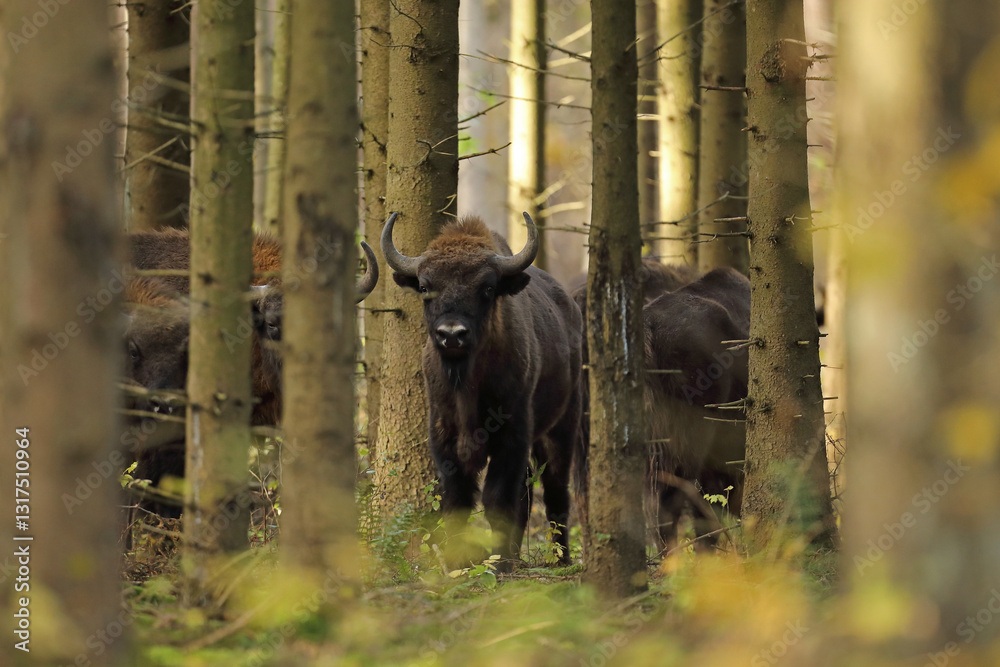 Żubr (Bos bonasus), wisent