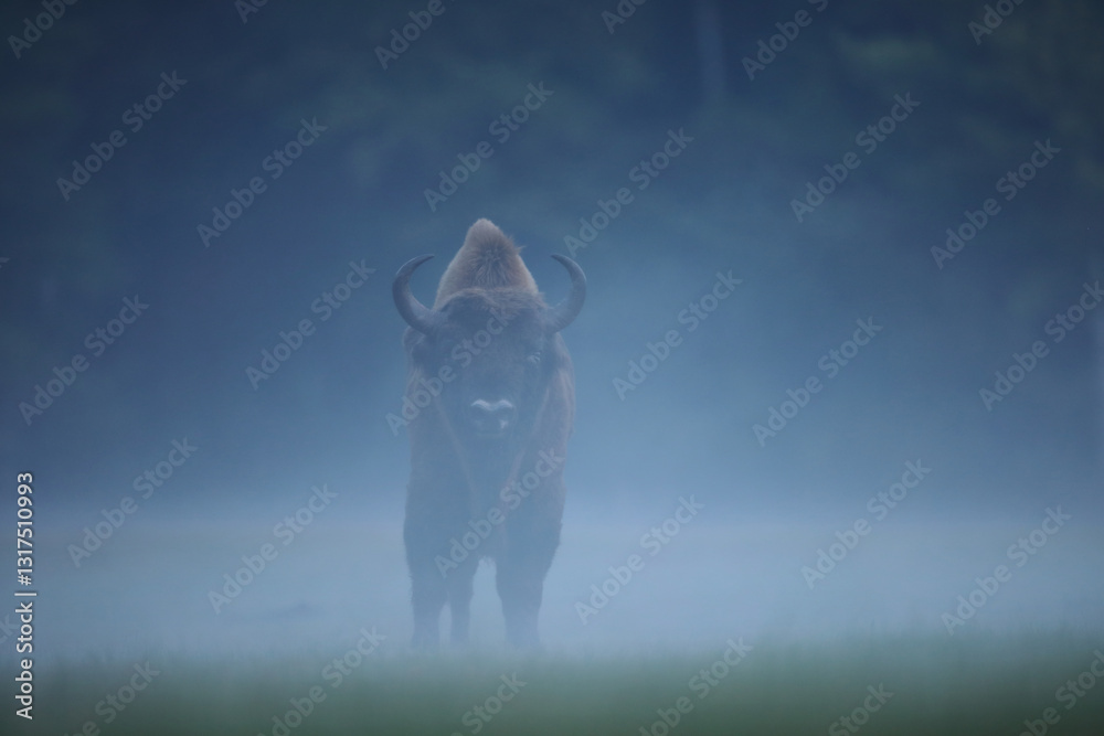 Żubr (Bos bonasus), wisent