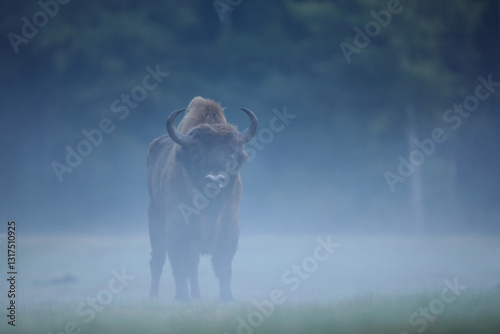 Obraz na płótnie Żubr (Bos bonasus), wisent w salonie