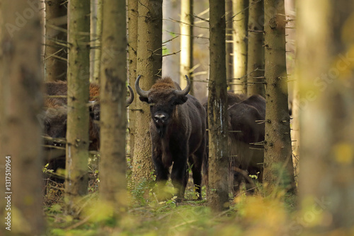 Obraz na płótnie Żubr (Bos bonasus), wisent w salonie