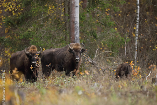 Obraz na płótnie Żubr (Bos bonasus), wisent w salonie