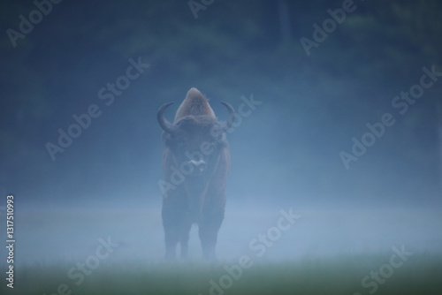 Obraz na płótnie Żubr (Bos bonasus), wisent w salonie