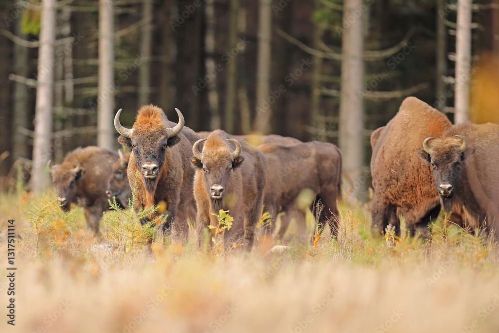 Żubr (Bos bonasus), wisent