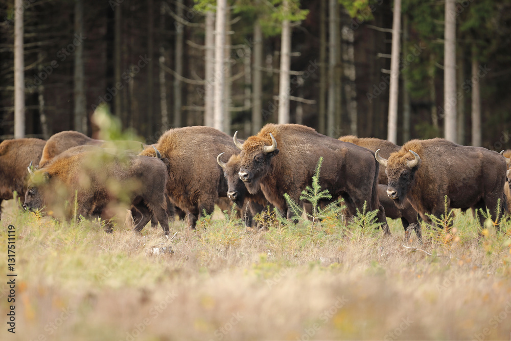 Żubr (Bos bonasus), wisent