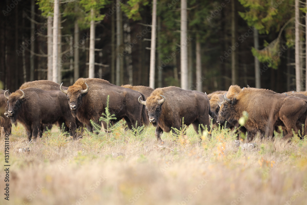Żubr (Bos bonasus), wisent