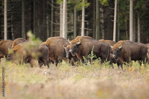 Obraz na płótnie Żubr (Bos bonasus), wisent w salonie