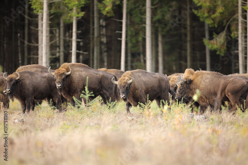 Obraz na płótnie Żubr (Bos bonasus), wisent w salonie