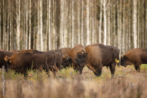 Obraz na płótnie Żubr (Bos bonasus), wisent w salonie