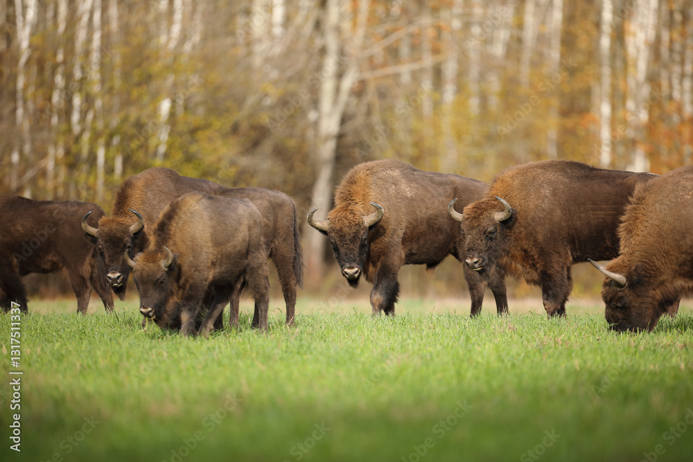 Żubr (Bos bonasus), wisent