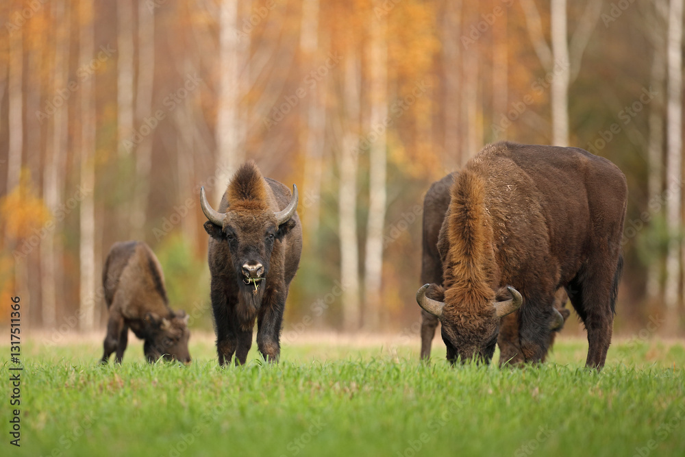 Żubr (Bos bonasus), wisent