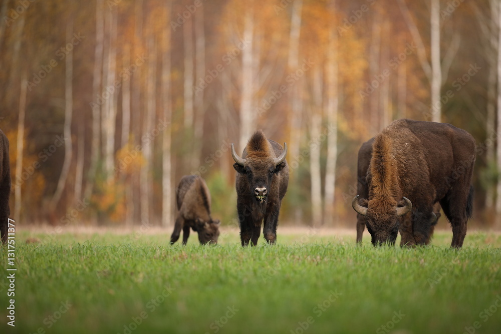 Żubr (Bos bonasus), wisent