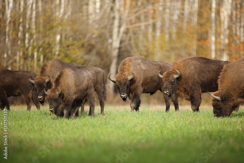 Obraz na płótnie Żubr (Bos bonasus), wisent w salonie