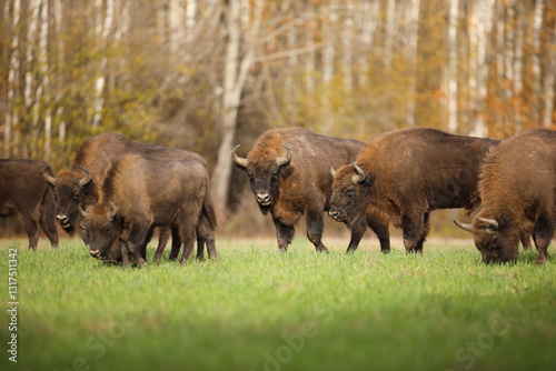 Obraz na płótnie Żubr (Bos bonasus), wisent w salonie