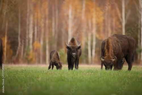 Obraz na płótnie Żubr (Bos bonasus), wisent w salonie