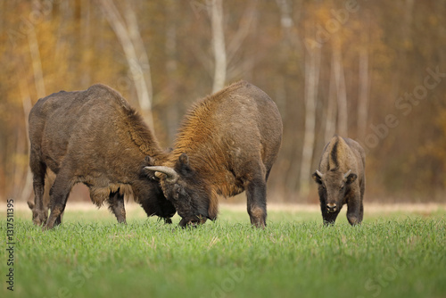 Żubr (Bos bonasus), wisent