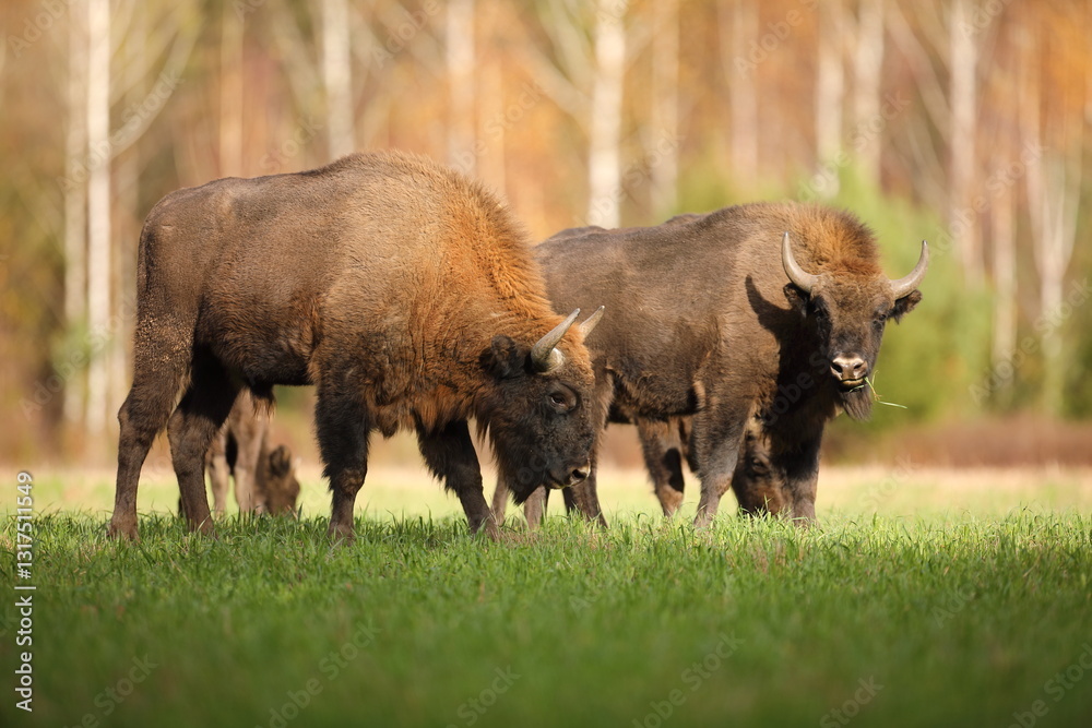 Żubr (Bos bonasus), wisent
