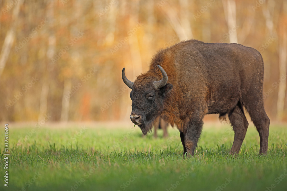 Żubr (Bos bonasus), wisent
