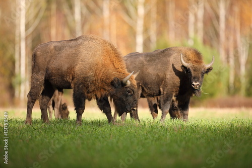 Obraz na płótnie Żubr (Bos bonasus), wisent w salonie