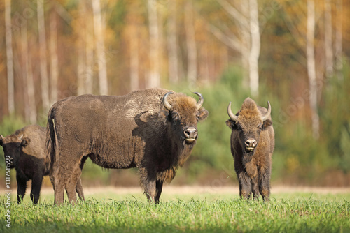 Obraz na płótnie Żubr (Bos bonasus), wisent w salonie