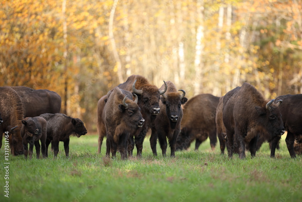 Żubr (Bos bonasus), wisent