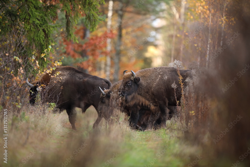 Żubr (Bos bonasus), wisent