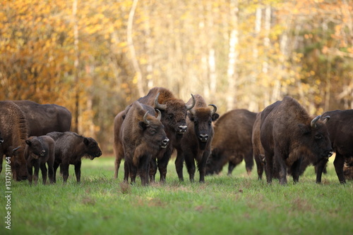 Obraz na płótnie Żubr (Bos bonasus), wisent w salonie