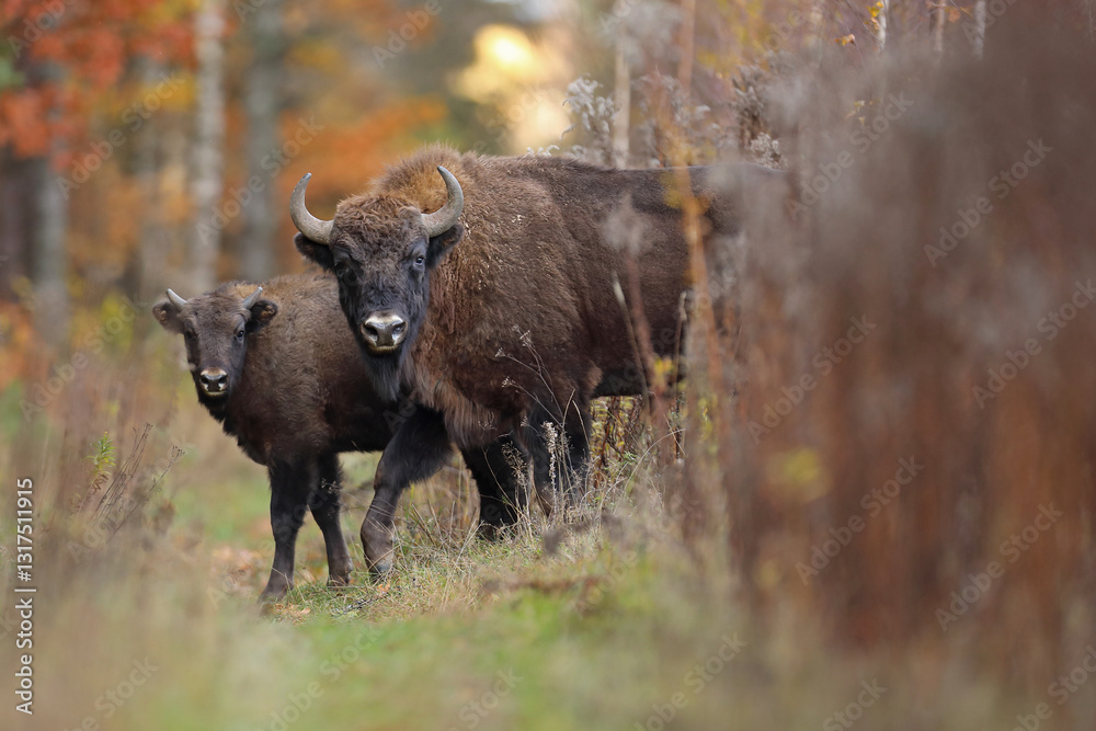 Żubr (Bos bonasus), wisent