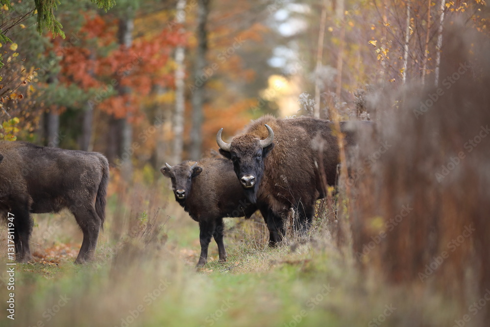 Żubr (Bos bonasus), wisent