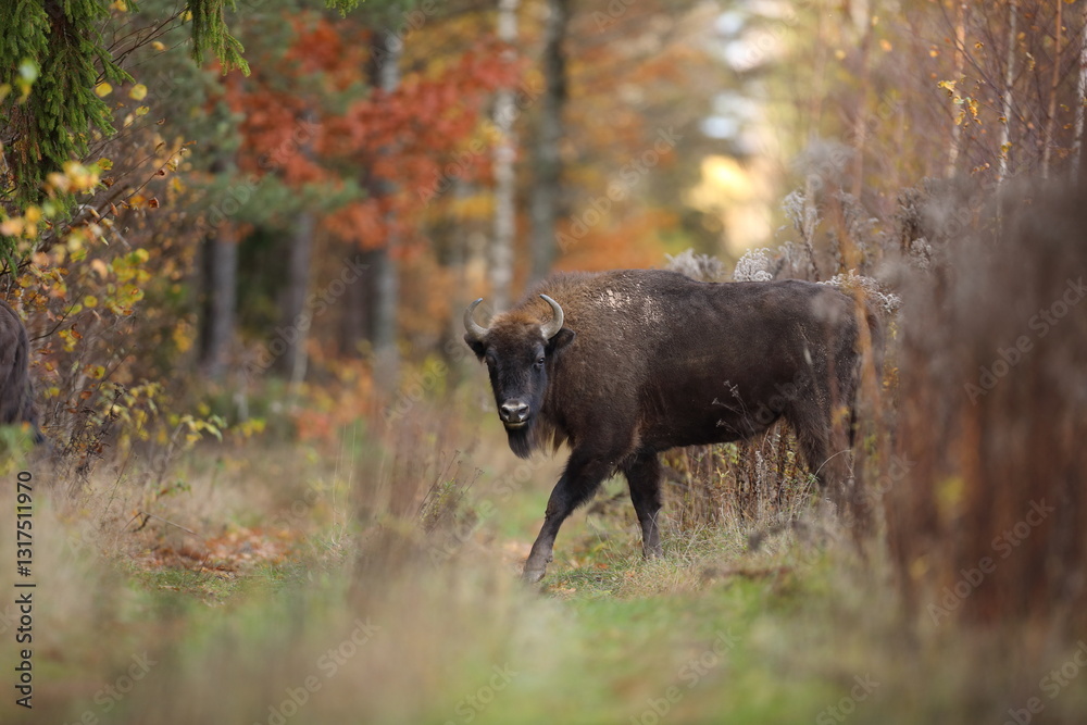 Żubr (Bos bonasus), wisent