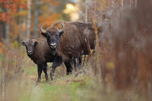 Obraz na płótnie Żubr (Bos bonasus), wisent w salonie