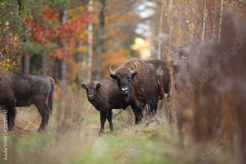 Obraz na płótnie Żubr (Bos bonasus), wisent w salonie