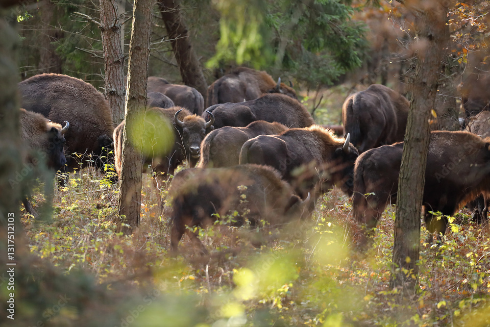 Żubr (Bos bonasus), wisent