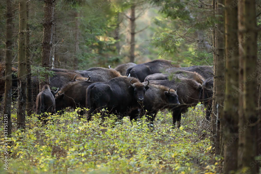 Żubr (Bos bonasus), wisent