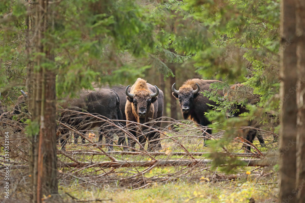 Żubr (Bos bonasus), wisent