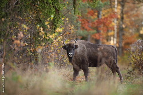 Obraz na płótnie Żubr (Bos bonasus), wisent w salonie