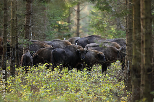 Obraz na płótnie Żubr (Bos bonasus), wisent w salonie