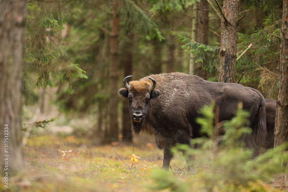Żubr (Bos bonasus), wisent