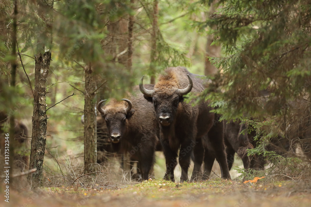 Żubr (Bos bonasus), wisent