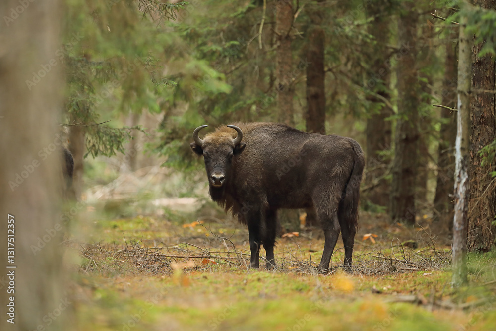 Żubr (Bos bonasus), wisent