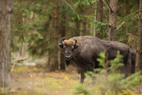 Obraz na płótnie Żubr (Bos bonasus), wisent w salonie