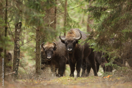 Obraz na płótnie Żubr (Bos bonasus), wisent w salonie
