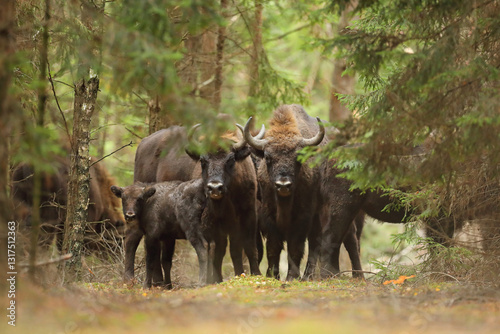 Obraz na płótnie Żubr (Bos bonasus), wisent w salonie