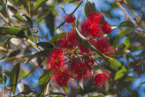 red flowers