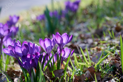 crocus Flower Record with backlight between the grass and autumn leaves
