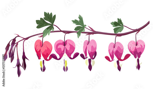 Redbud flowers, bleeding heart, flat vector illustration, isolated on white, nature, botanical art, floral design, pink flowers, spring blossoms, isolated illustration, vector art.
